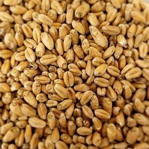 Appalachian Wheat Malt - Riverbend